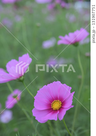 コスモス畑に咲いたピンクと赤の花 131907751