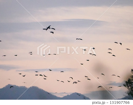 朝焼けの空を飛ぶマガンのシルエット 朝焼けの空を飛ぶマガンのシルエット 131907766