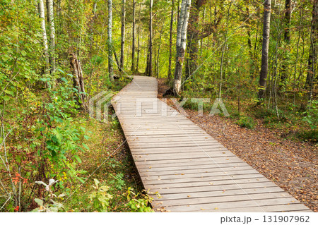 wooden path eco trail meanders through mixed forest filled with trees displaying vibrant autumn colors. 131907962