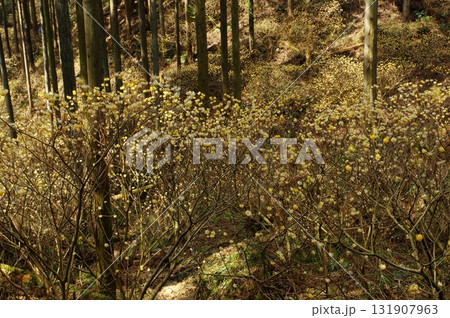 焼森山のミツマタ群生地 131907963