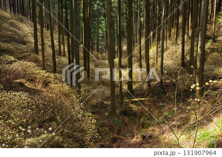 焼森山のミツマタ群生地 焼森山のミツマタ群生地 131907964