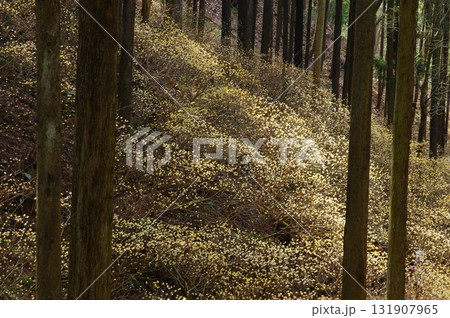 焼森山のミツマタ群生地 131907965