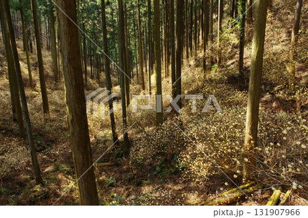 焼森山のミツマタ群生地 131907966