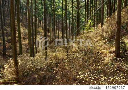 焼森山のミツマタ群生地 131907967