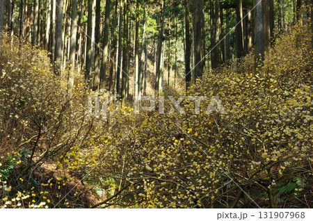 焼森山のミツマタ群生地 131907968