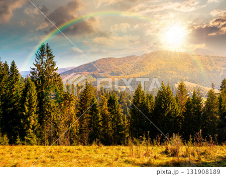 landscape with coniferous forest behind the meadow in autumn at sunset. nature background with blue sky and mountain ridge in evening light. alpine woodland 131908189
