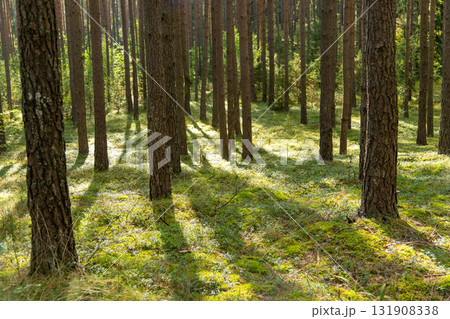 Sunny day in a beautiful pine forest 131908338