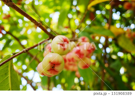Close up fresh rose apple branch with leaf in tropical garden Close up fresh rose apple branch with leaf in tropical garden 131908389