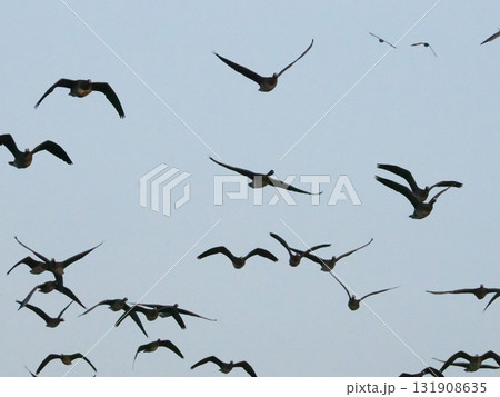 朝焼けの空を飛ぶマガンのシルエット 朝焼けの空を飛ぶマガンのシルエット 131908635