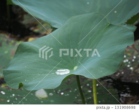 雨に濡れた蓮の葉 131908698
