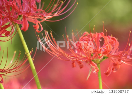 鮮やかで綺麗な彼岸花　玉ボケ　アップ 131908737