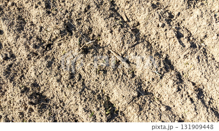 Traces of agricultural machinery on an agricultural field after harvesting turnips. Traces of agricultural machinery on an agricultural field after harvesting turnips. 131909448