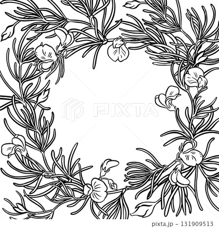 Rooibos Branch with Flowers Outline Frame. 131909513