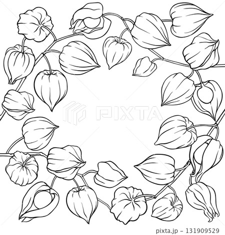 Phisalis Branch with Berries Outline Frame. 131909529