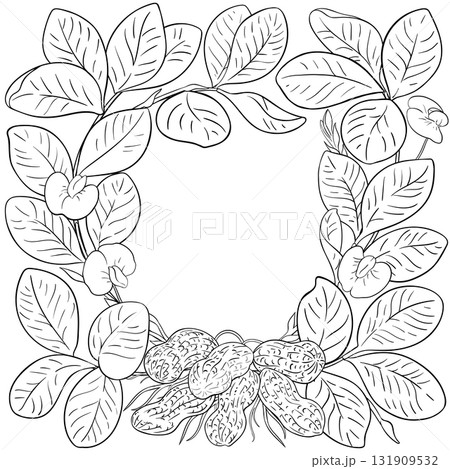 Peanut Plant with Flowers Outline Frame. Peanut Plant with Flowers Outline Frame. 131909532