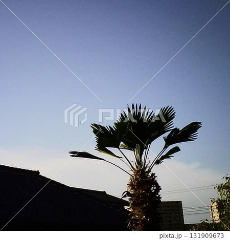 青空に映えるヤシの木 131909673