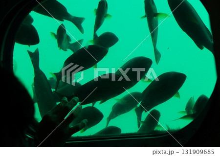 かつうら海中公園の窓から見た魚類 131909685