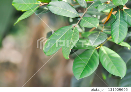 rambutan tree, rambutan plant or Nephelium lappaceum Linn rambutan tree, rambutan plant or Nephelium lappaceum Linn 131909696