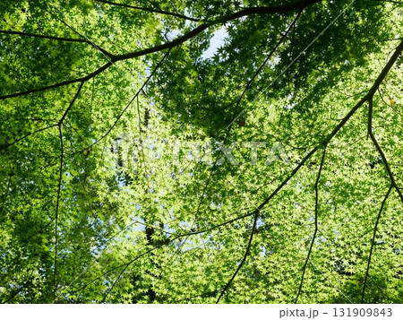 日光 サンビーム 陽射し 131909843