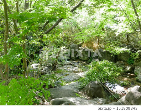 自然 天然 ナチュラル 131909845