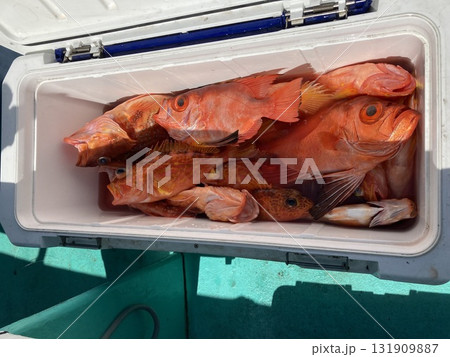 いろいろな根魚が釣れました 131909887