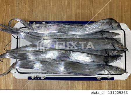 タチウオがたくさん釣れました 131909888