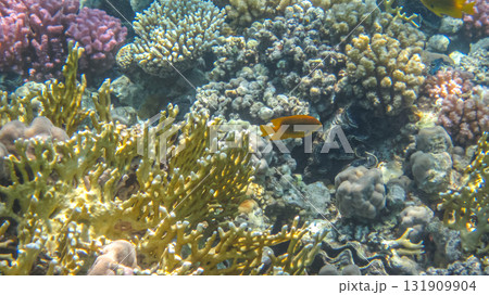 Yellow fire coral (Millepora) and Pomacentrus sulfureus tropical fish. Colorful marine life, fish and corals. Underwater photography from snorkeling in the tropical sea. Aquatic wildlife. 131909904