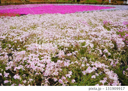 日本 埼玉県 秩父 羊山公園 芝桜の丘 131909917