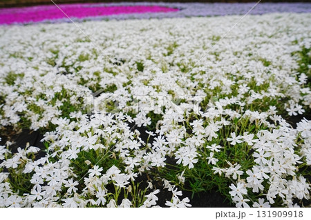 日本 埼玉県 秩父 羊山公園 芝桜の丘 日本 埼玉県 秩父 羊山公園 芝桜の丘 131909918