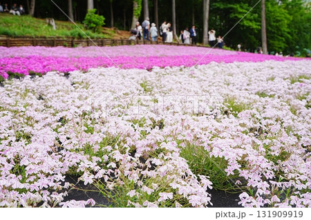 日本 埼玉県 秩父 羊山公園 芝桜の丘 131909919