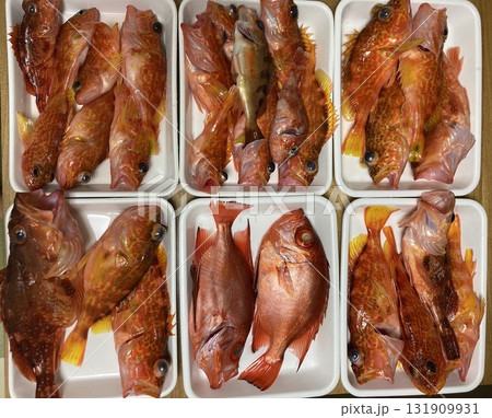 根魚が釣れました 131909931