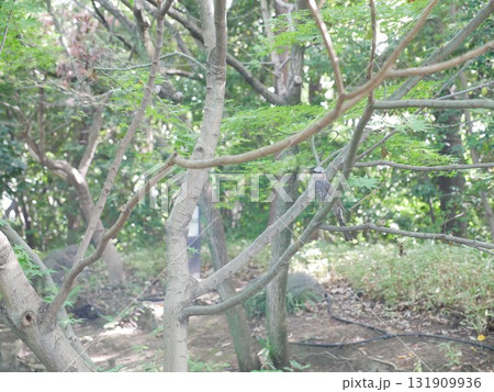 自然 天然 ナチュラル 131909936