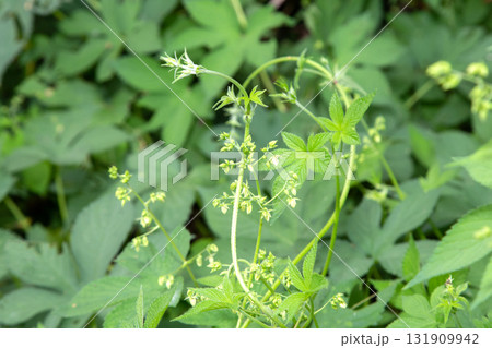 カナムグラの花　(秋の花粉症の原因植物) 131909942
