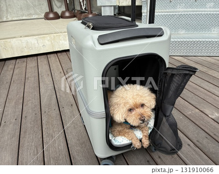 キャリーバックに入った犬 131910066