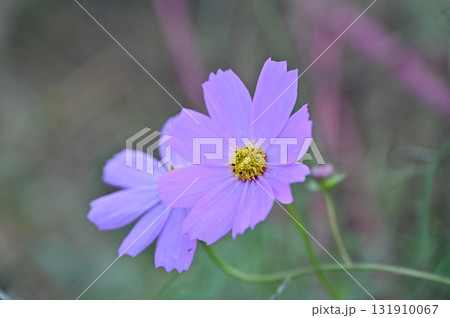 秋の花壇に咲くピンクのコスモス 131910067