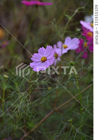 ピンク色のコスモスの花が咲いています ピンク色のコスモスの花が咲いています 131910109
