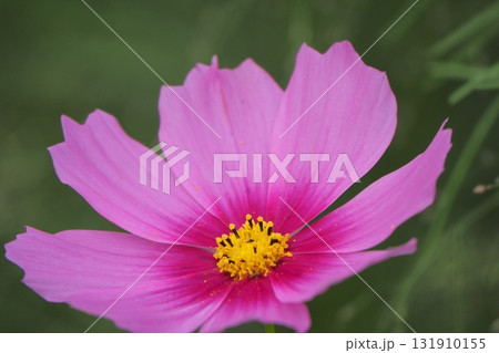 コスモス 131910155