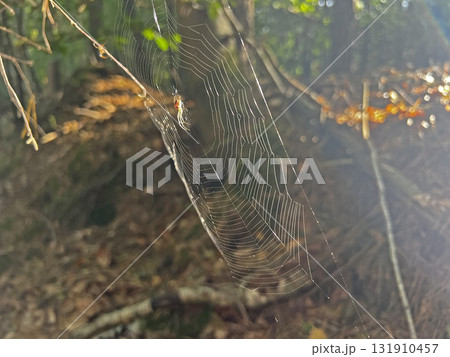A spider sits on a web on a bush in the forest. A spider sits on a web on a bush in the forest. 131910457
