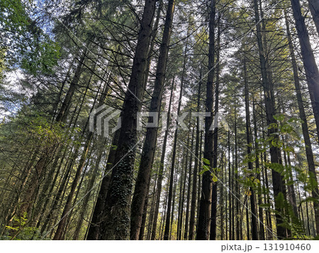 Green forest in Nordrhein-Westfalen 131910460