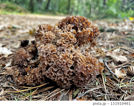 Wild mushrooms collected in the forest. 131910461