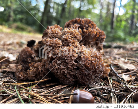 Wild mushrooms collected in the forest. 131910462