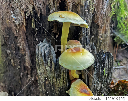 Wild mushrooms collected in the forest. Wild mushrooms collected in the forest. 131910465