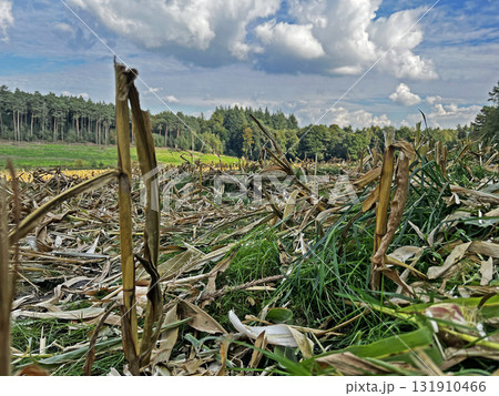 Corn field after harvest. Corn field after harvest. 131910466
