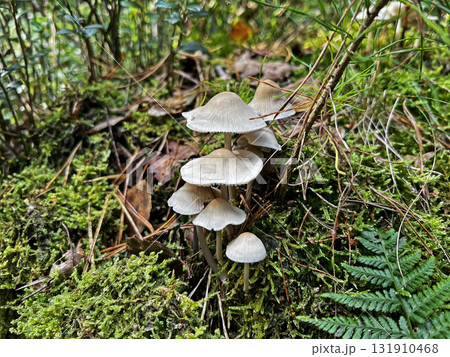 Wild mushrooms collected in the forest. Wild mushrooms collected in the forest. 131910468
