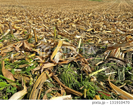 Corn field after harvest. 131910470