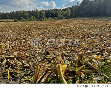 Corn field after harvest. 131910471