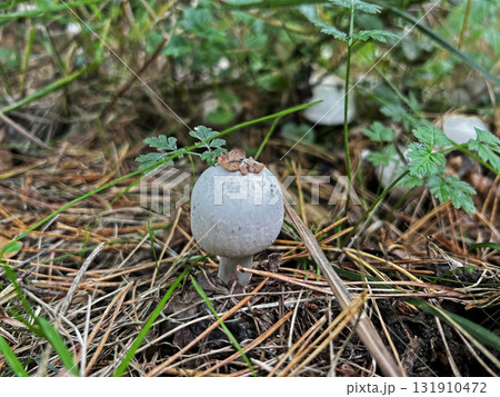 Wild mushrooms collected in the forest. 131910472