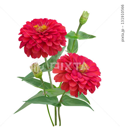 Red Zinnia flowers bouquet tropical floral decor 131910566