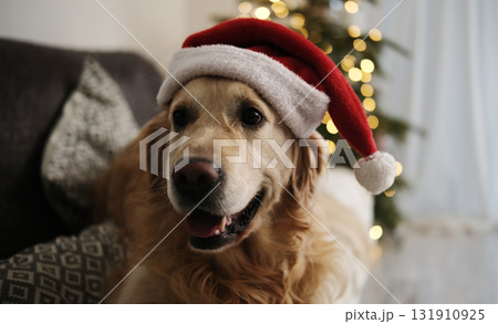 Cute Golden Retriever Dog In Santa Hat At Home On Christmas 131910925