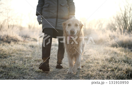 Girl Walks With Adorable Golden Retriever Dog On A Frosty Morning, Following The Path Girl Walks With Adorable Golden Retriever Dog On A Frosty Morning, Following The Path 131910950